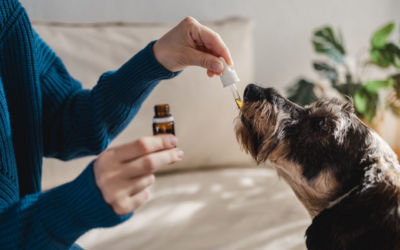 Feed Your Pets Premium Nutrition for Less: Hubun’s Best Sales and Discounts