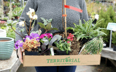Territorial Seed Company – Helping America Grow Since 1979